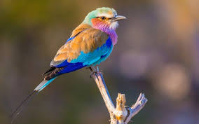 Wings of Africa: Most Stunning Birds in Africa