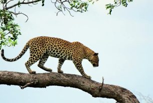 Secrets of the Elusive Leopard: Nature's Stealthy Stalker" - YouTube