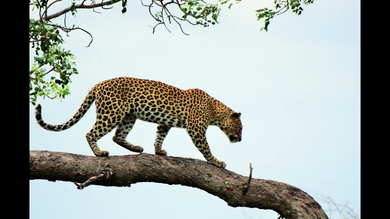Secrets of the Elusive Leopard: Nature's Stealthy Stalker" - YouTube